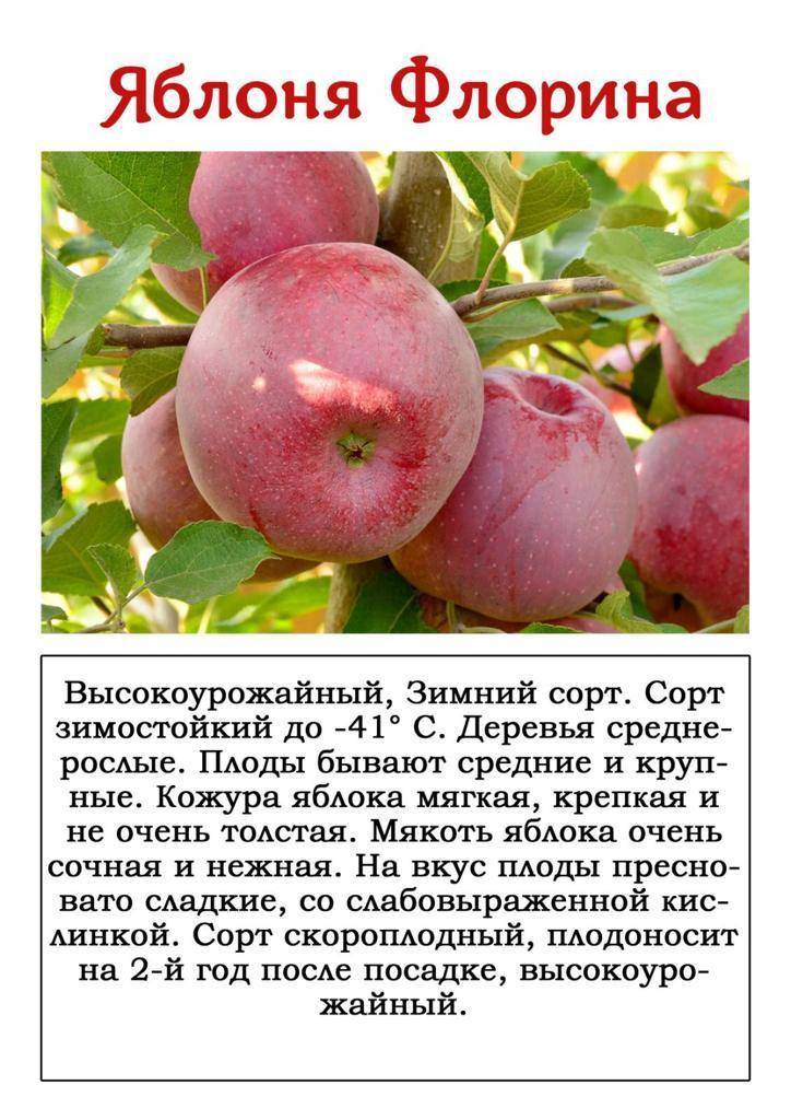Сорт яблок алматинский апорт фото