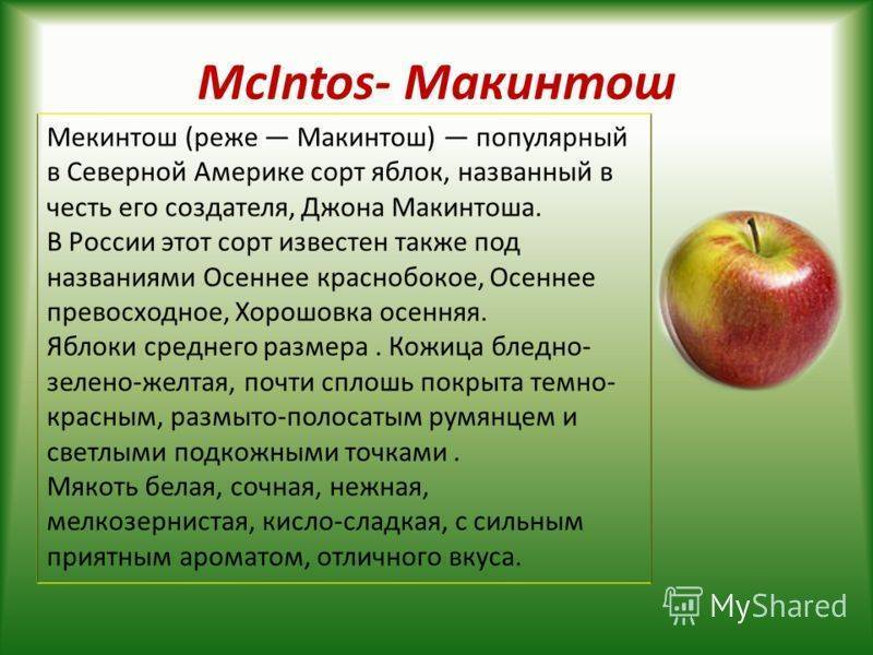 Описание и характеристика яблони сорта Макинтош, посадка и уход