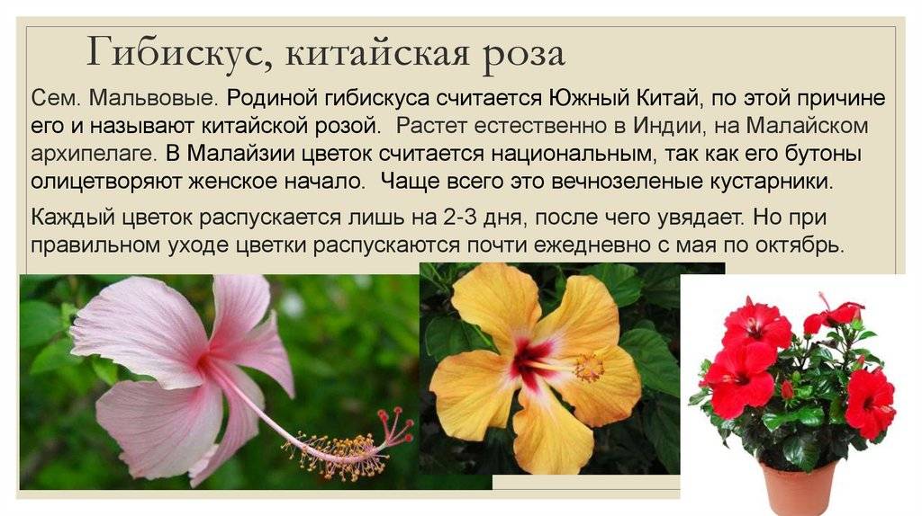 Гибискус садовый: уход и размножение