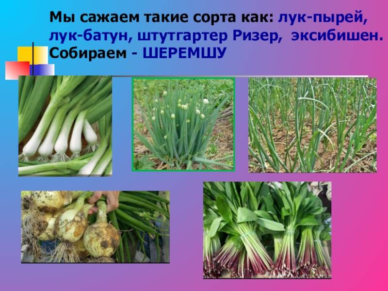 Лук-батун: выращивание и уход, фото, как вырастить из семян в открытом грунте