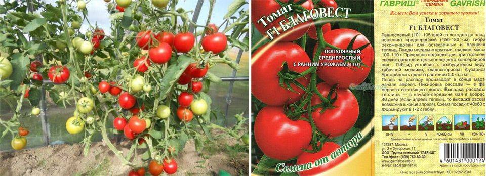 Помидоры благовест (45 фото): описание сорта, урожайность, томата, отзывы