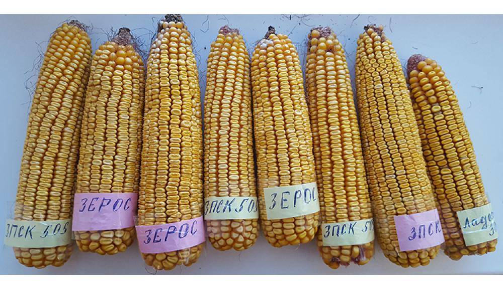 Сорта кукурузы – особенности, различия