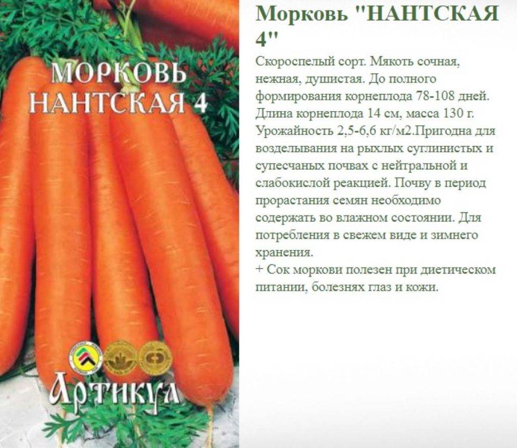 Описание моркови сорта Нантская, правила выращивания и уход