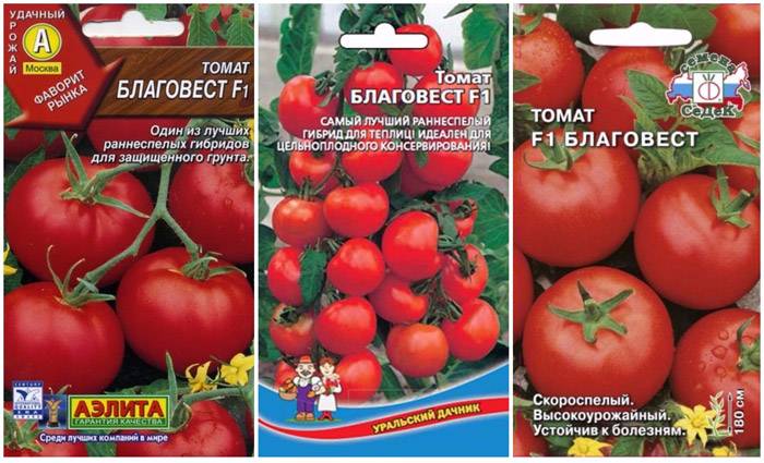 Урожай за 100 дней: почему дачники любят помидоры «благовест» — описание и особенности сорта, выращивание и уход — фазенда