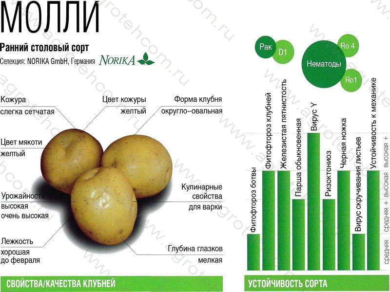 Описание и характеристика сорта картофеля Молли, правила посадки и уход