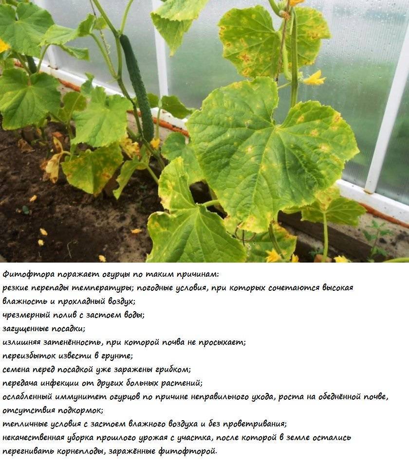 Основные болезни и вредители огурцов, лечение и профилактика