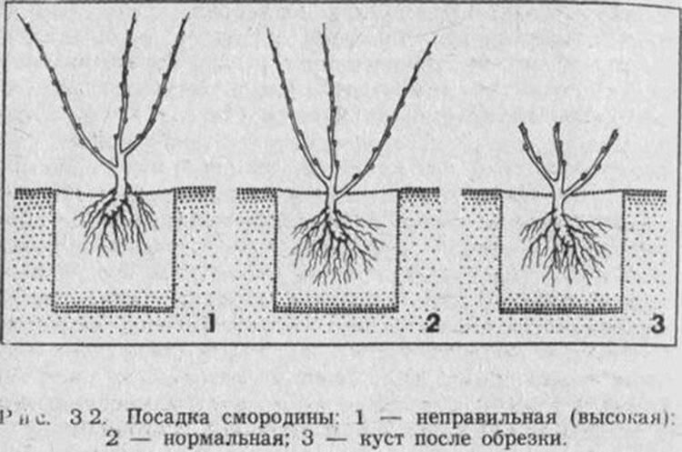 Смородина: описание, сорта, посадка, уход | (23 фото)+отзывы