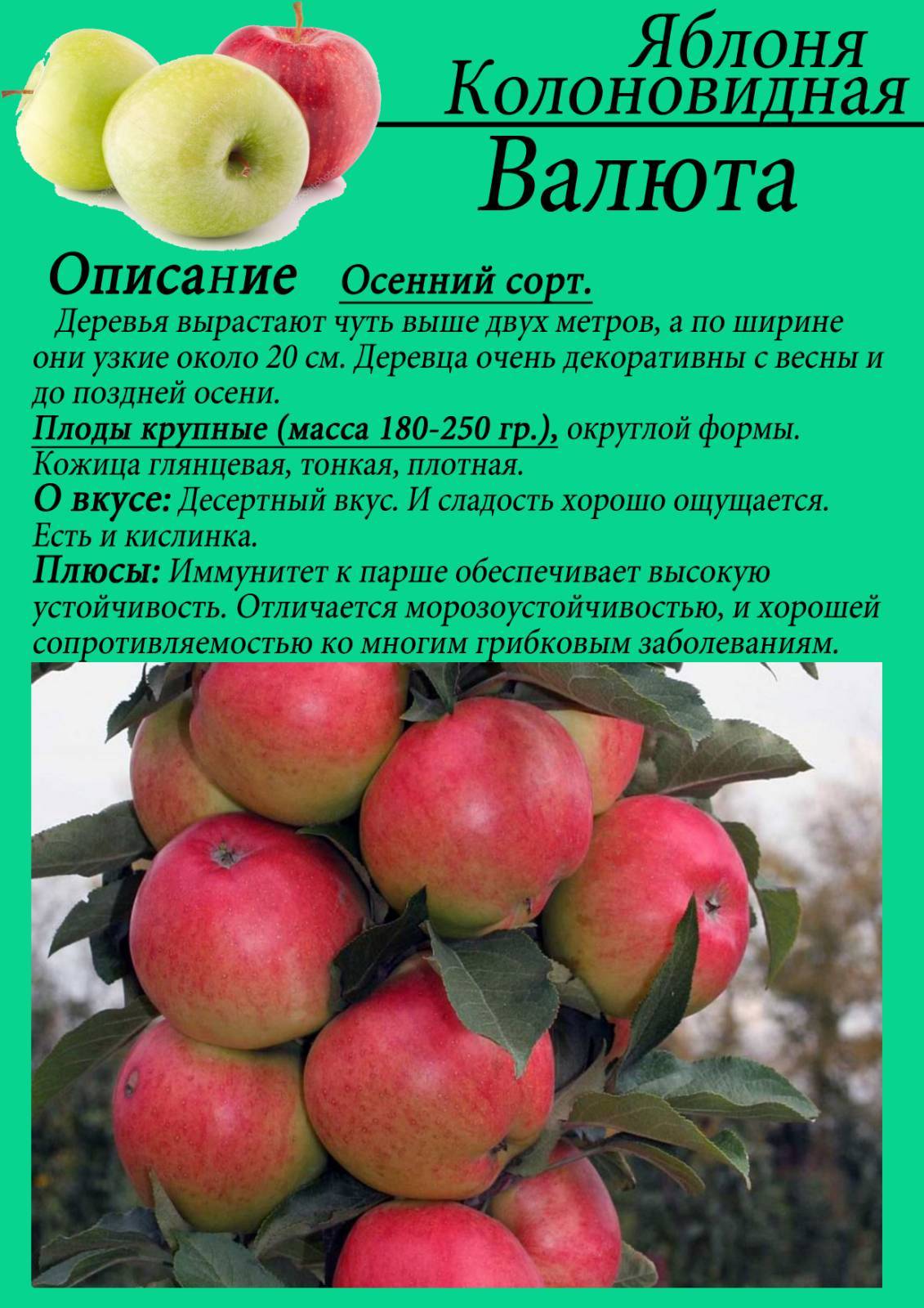Описание сорта яблони елена: фото яблок, важные характеристики, урожайность с дерева
