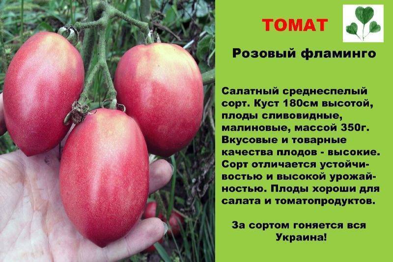 Томат розовый кит характеристика и описание сорта фото