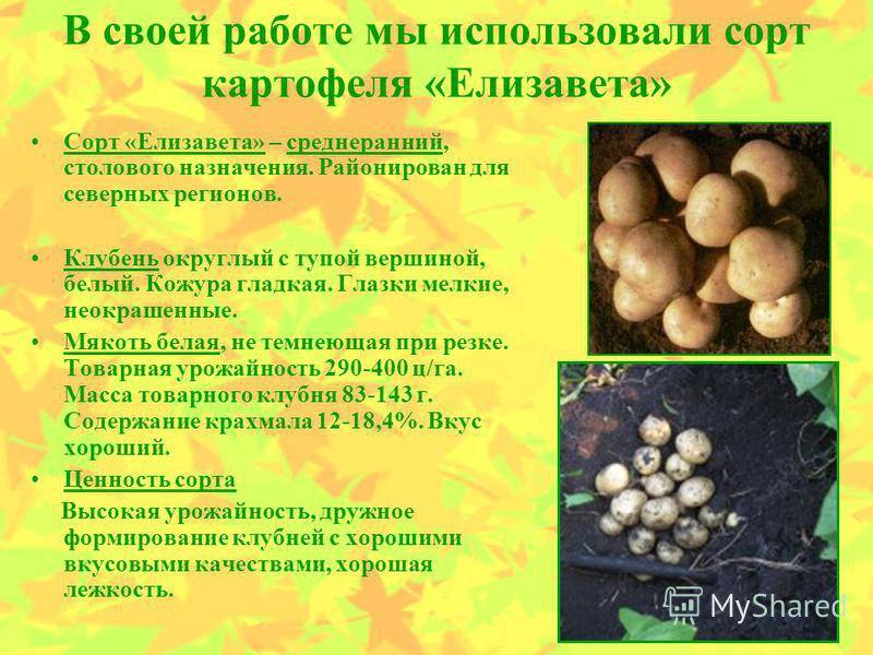 Картофель елизавета: описание и характеристики сорта, посадка и уход, отзывы с фото