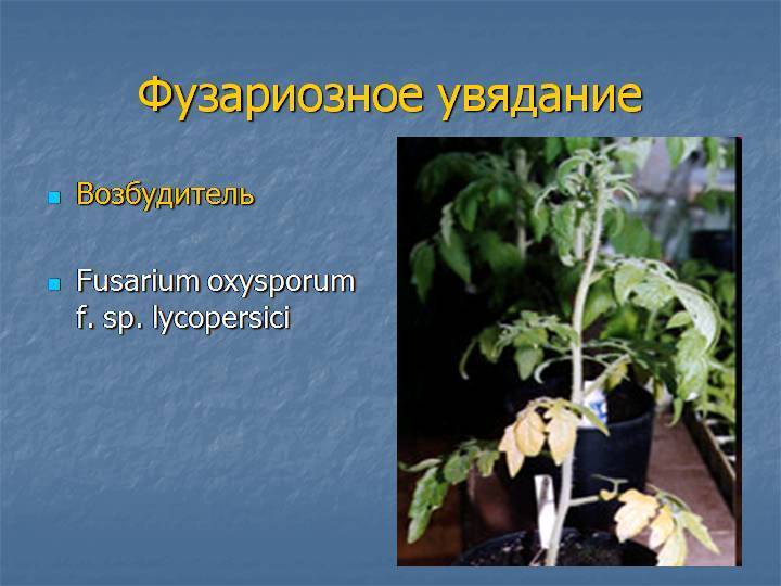 Фузариоз: лечение на пшенице, томатах, огурцах, картофеле, чесноке
