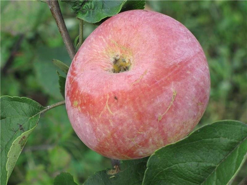 Сорт яблок пепин шафранный описание, фото, отзывы