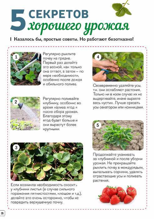 Клубника мурано: описание сорта, фото, отзывы о ремонтантном сорте садовой земляники