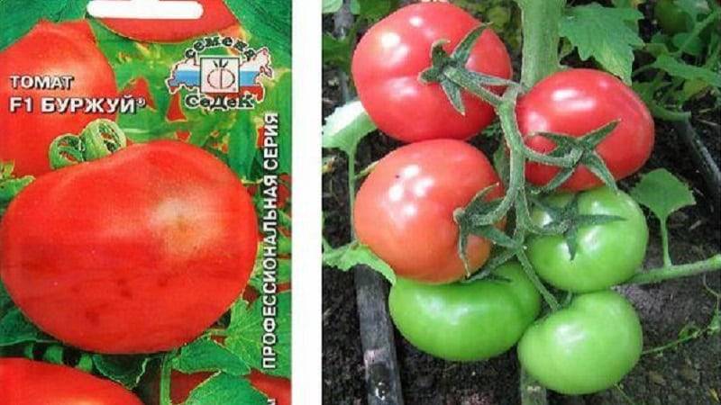 Томат буржуй (f1): отзывы о помидорах, преимущества и недостатки, пошаговый алгоритм его выращивания и дальнейшее применение плодов
