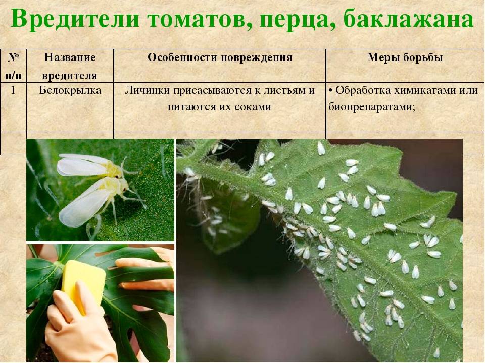 Болезни и вредители баклажанов, методы борьбы
