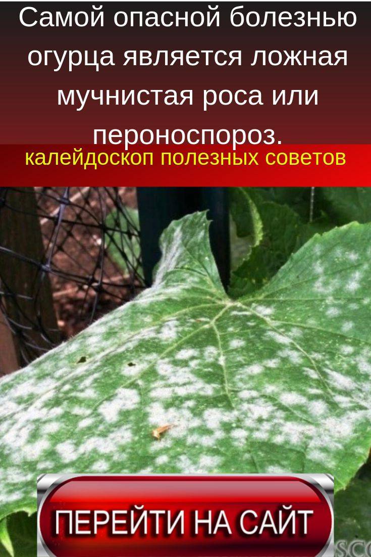 Ложная мучнистая роса на огурцах меры борьбы ?: пероноспороз огурцов, фото, лечение народными средствами во время плодоношения, чем обработать в теплице, препараты, как спасти, как выглядит | qlumba.com