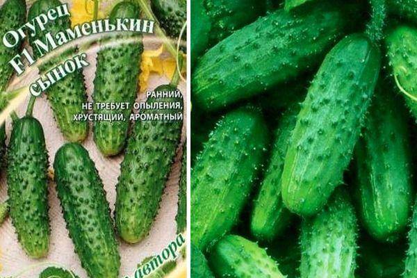 Как посадить и вырастить огурцы маменькин любимчик