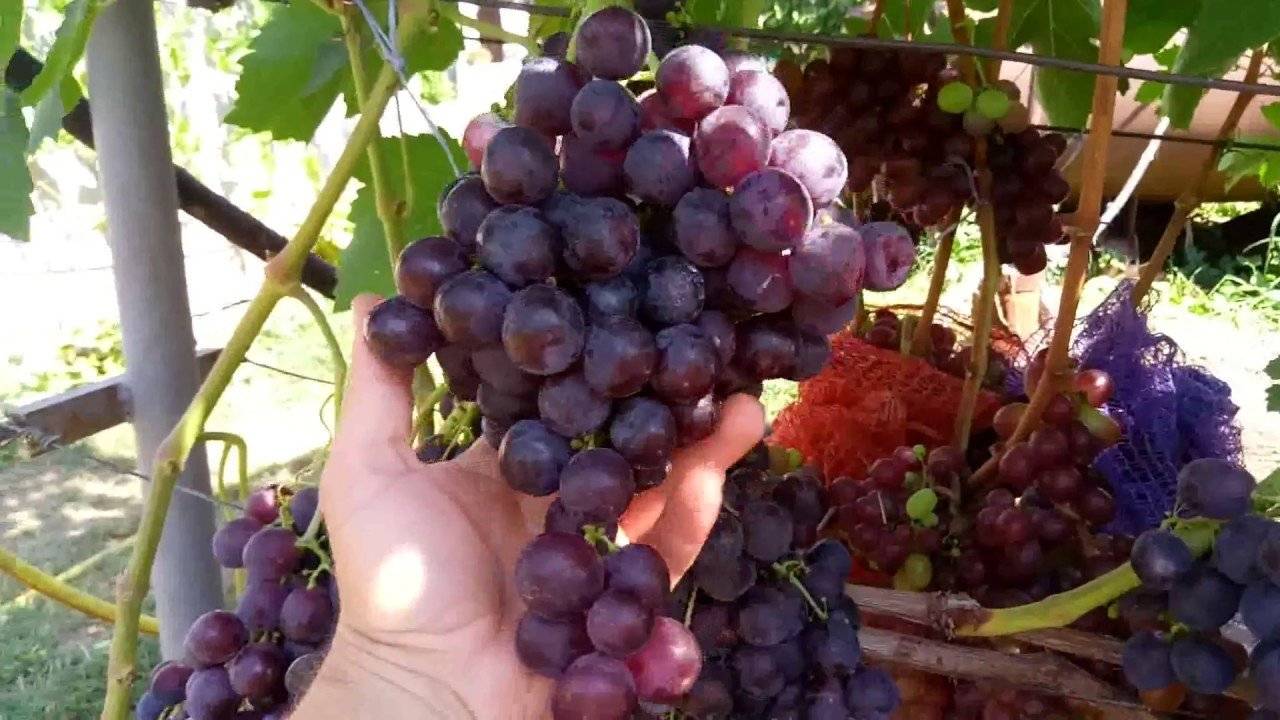 Виноград рошфор: описание сорта, фото, отзывы