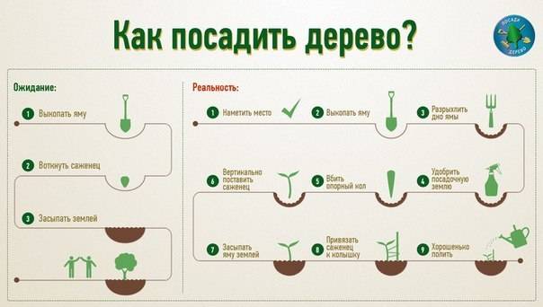 Как вырастить яблоню из семечка. подготовка, посадка и уход с фото