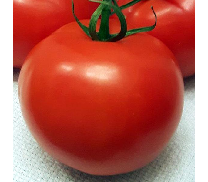 64 лучших сорта томатов для выращивания в регионах россии
