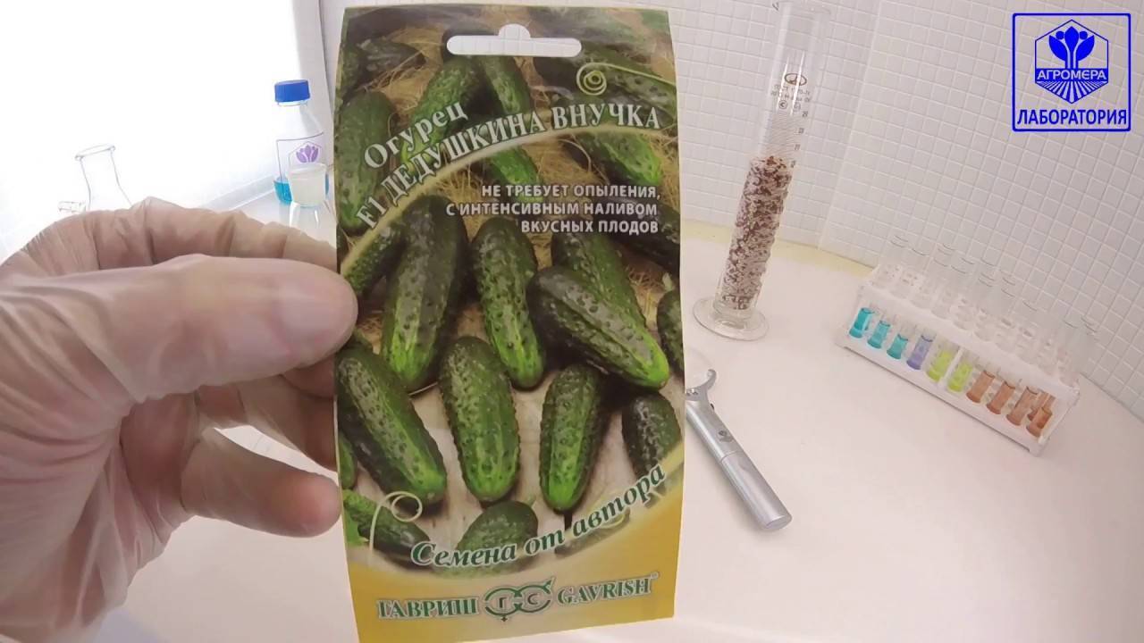 Огурец дедушкина внучка. Огурец дедушкина внучка. Огурец дедушкина внучка гавриш. Огурец дедушкина внучка f1 гавриш. Сорт огурцов дедушкина внучка.