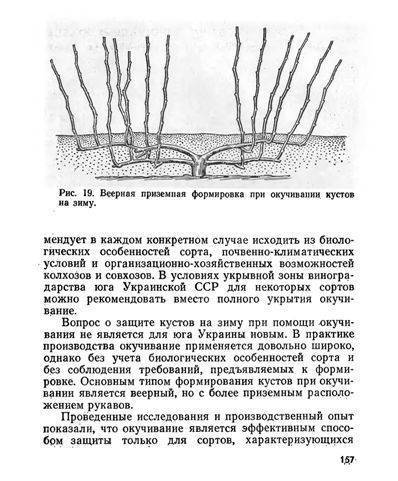 Описание винограда сорта Лидия, выращивание и правила обрезки