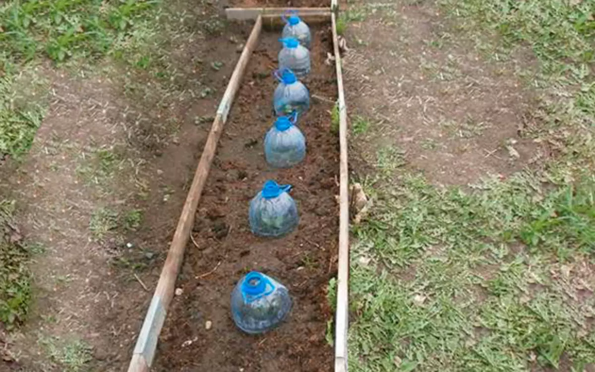 Правила выращивания кабачков