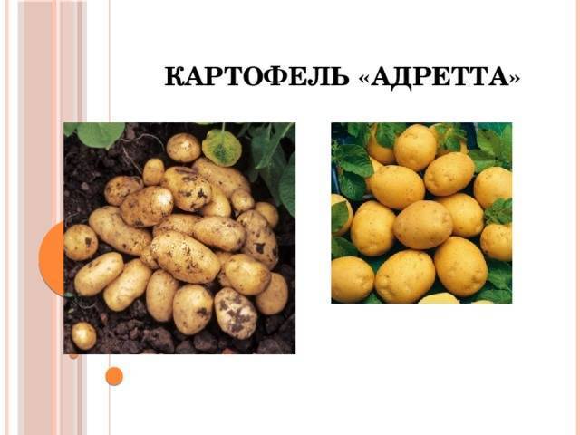 Картофель сорта адретта - описание и характеристики