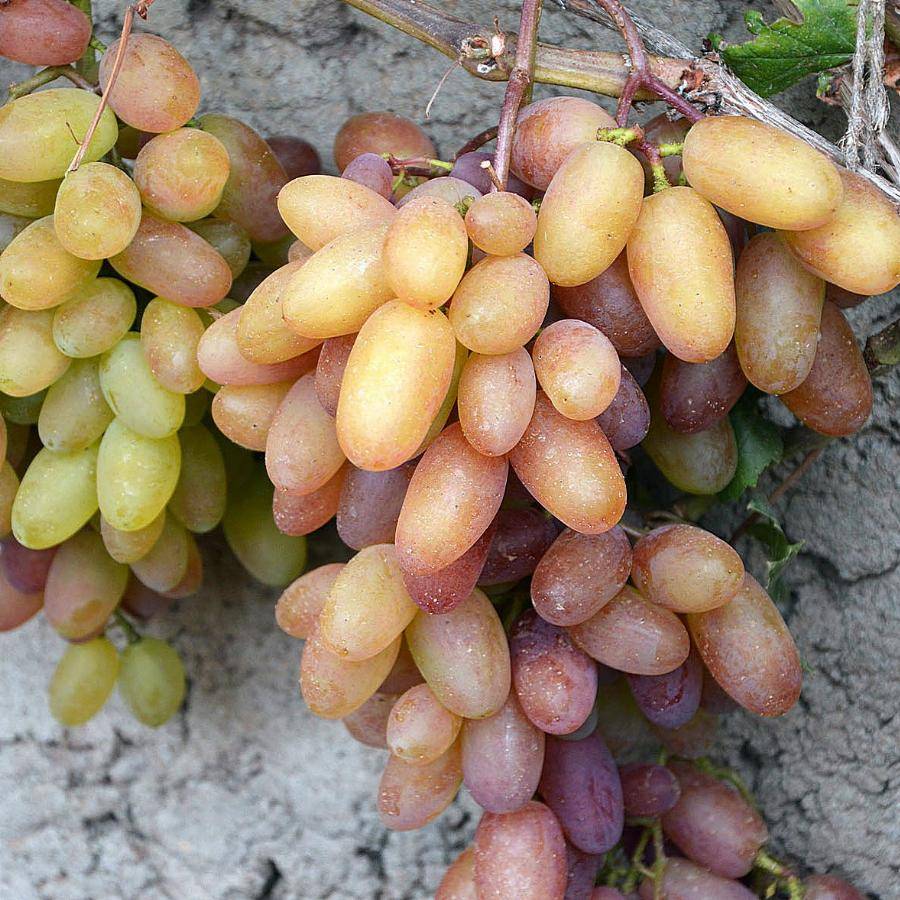 Виноград юбилей новочеркасска: описание и характеристики сорта, посадка и уход + отзывы садоводов о плодовой культуре