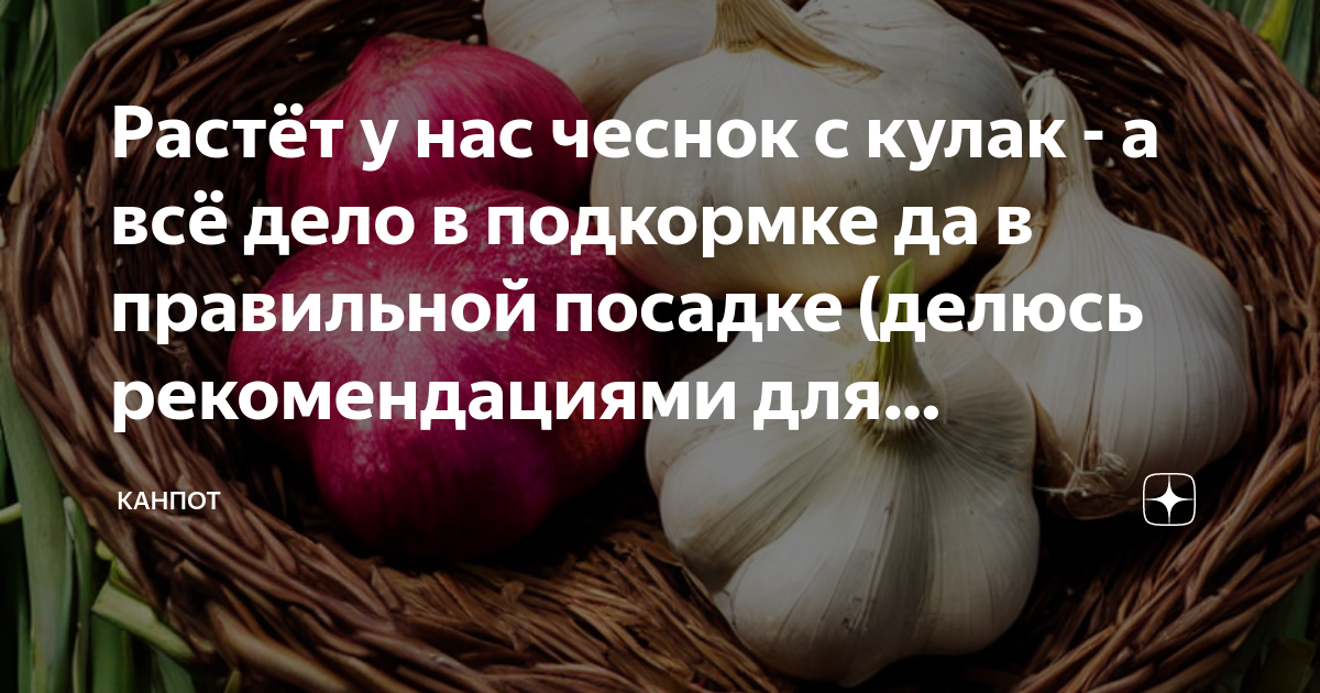 Как посадить лук севок правильно. советуют профессионалы