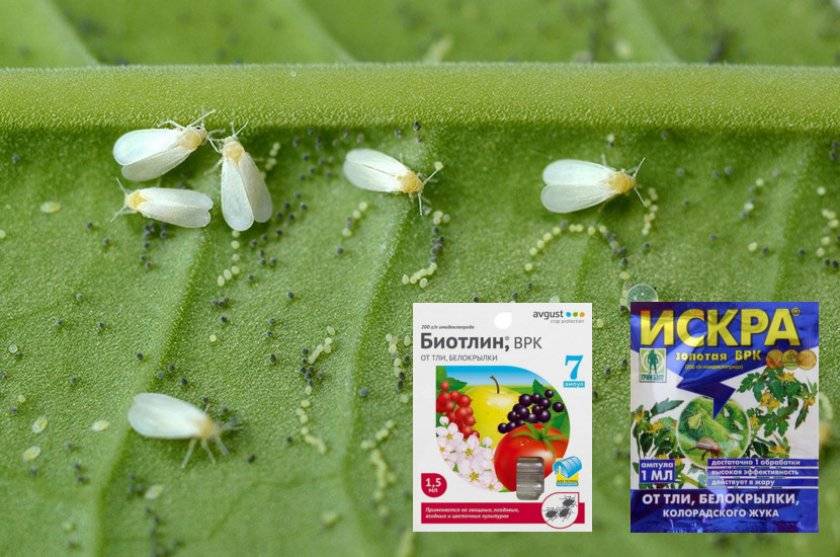 Как избавиться от белокрылки на томатах