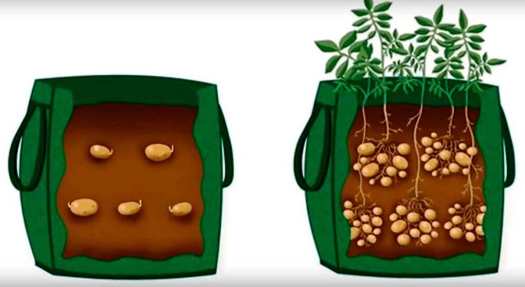 Выращивание картофеля в мешках: пошаговая технология (видео)