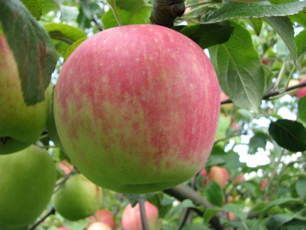 Яблоня услада отзывы - сад и огород