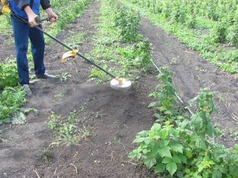 Прополка картофеля: правила, сроки, приспособления для прополки