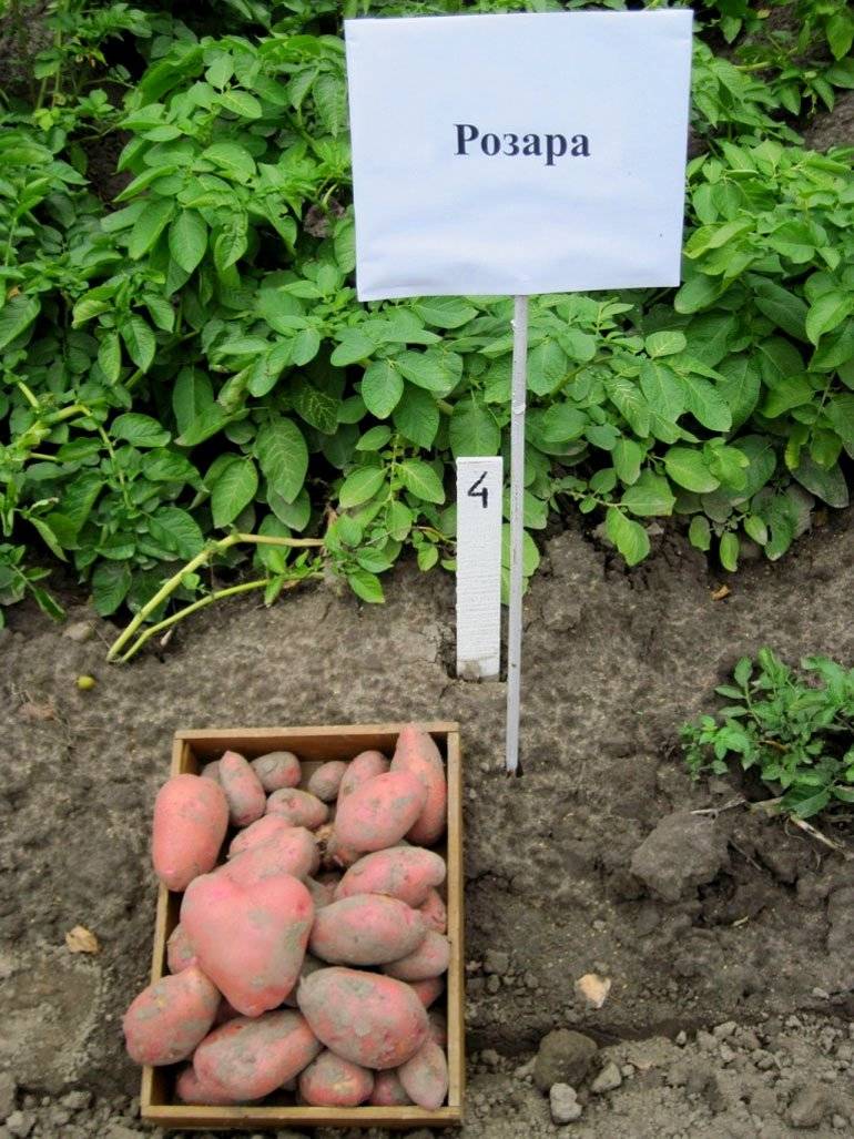 Картофель розара: описание, характеристика, посадка и уход