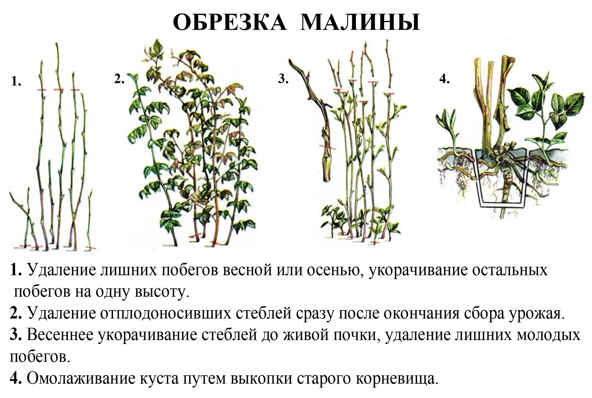 Черная малина кумберленд: посадка и уход, болезни и удобрения сорта, выращивание и размножение, фото