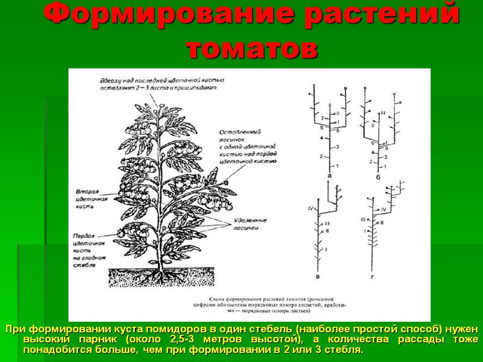 Выращивание помидоров в 2 стебля схема