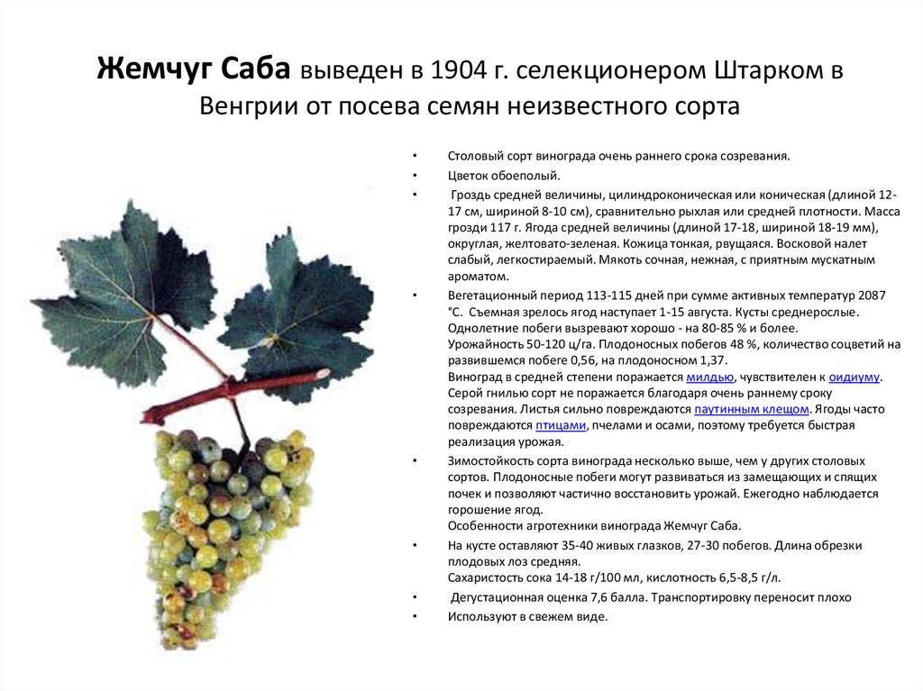 Виноград «саперави северный»: описание сорта, фото и отзывы. основные плюсы и минусы, сравнение с аналогами, характеристики и особенности выращивания в регионах