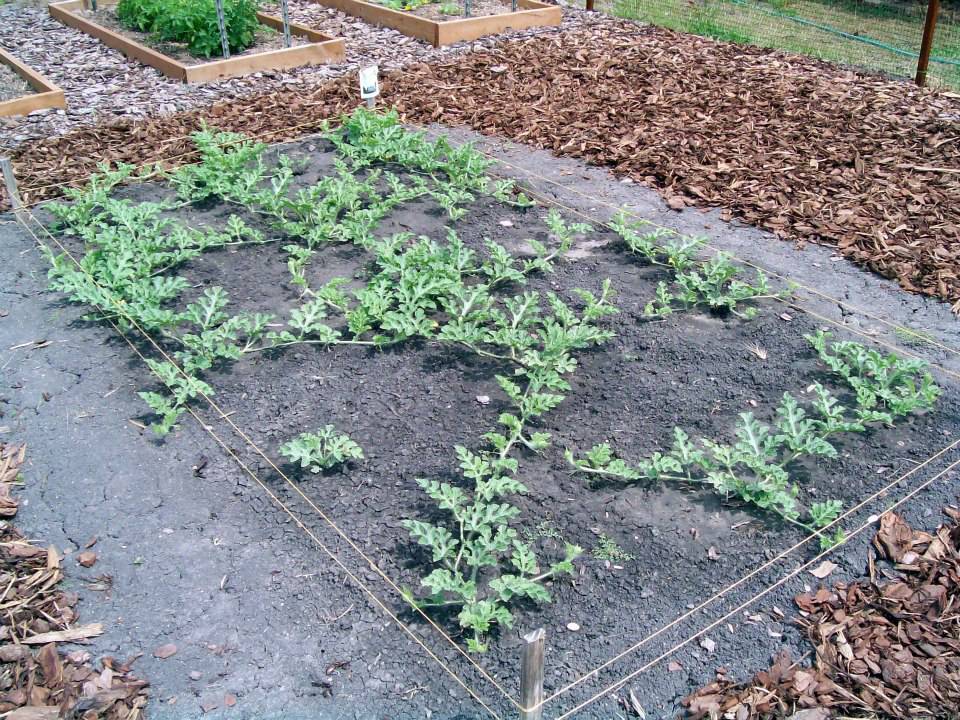 Посадка и выращивание арбузов в подмосковье в открытом грунте и в теплице, выбор сорта, видео