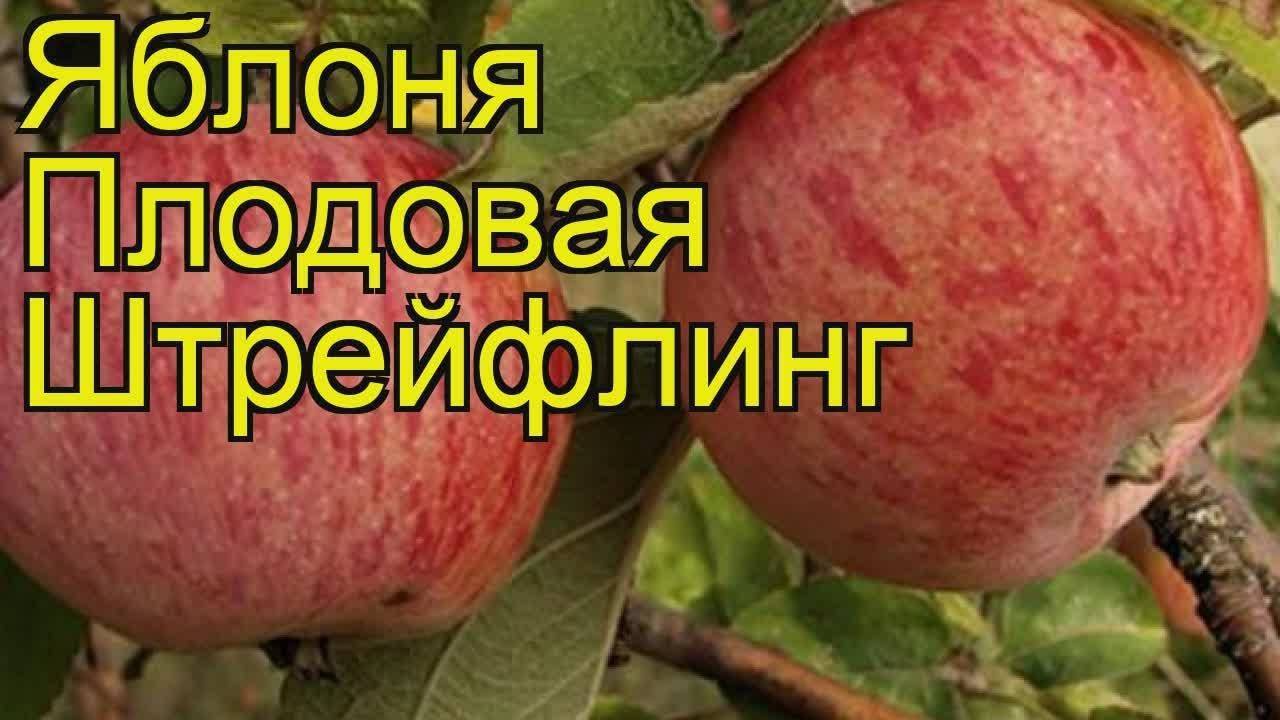 Яблоня штрейфлинг: особенности и характеристики сорта