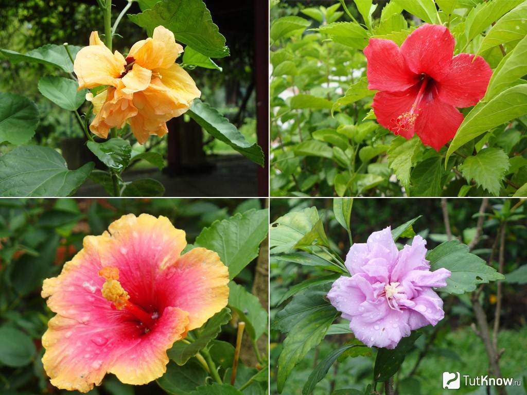 Гибискус древовидный выращивание и размножение в открытом грунте, как ухаживать за китайской розой в беларуси и подмосковье, цветок смерти: почему?