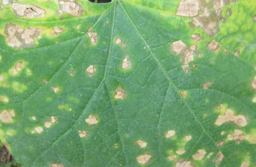 Желтые пятна на листьях огурца: чем обработать, как предотвратить