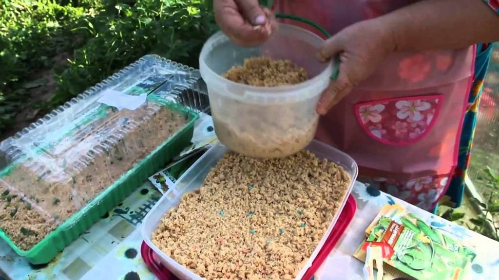 Как проращивать рассаду огурцов в опилках: правила и особенности