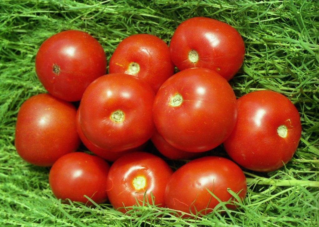 Выбираем жароустойчивые сорта помидоров для посадки на юге россии в 2023 году