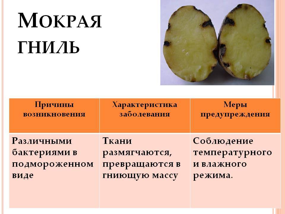 Вредители и болезни клубней картофеля: фото, описание и лечение