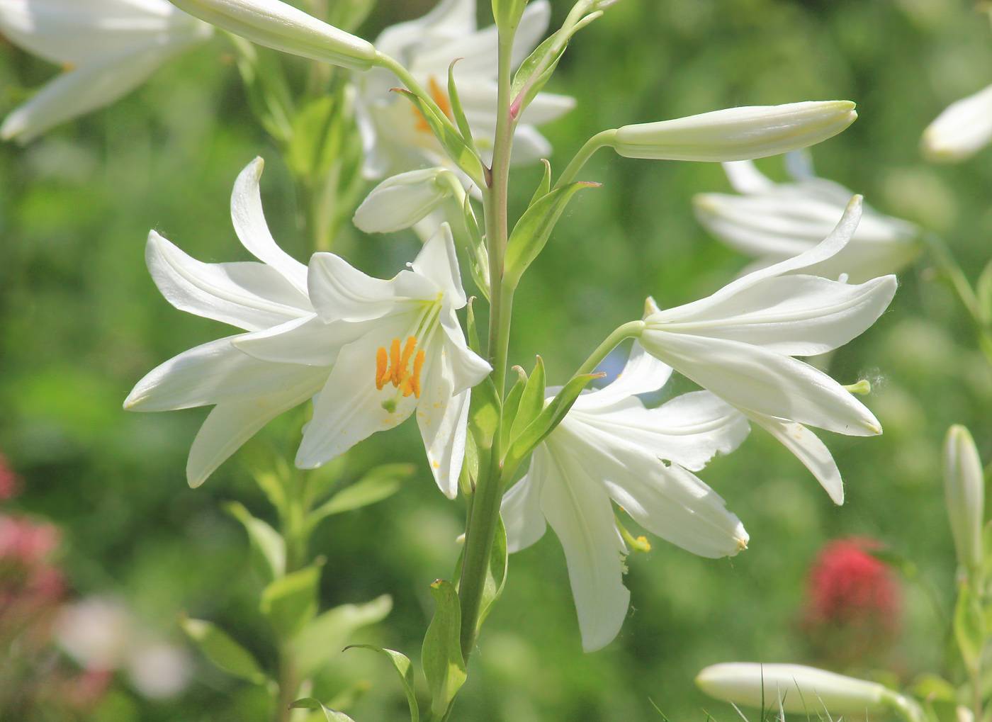 Лекарственные лилейные. Лилия Кандидум (Lilium candidum). Лилия белоснежная Кандидум. Лилия кандида белая. Кандидум гибриды.