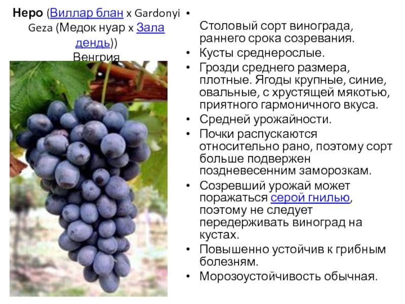 Виноград юбилей новочеркасска описание, отзывы, фото