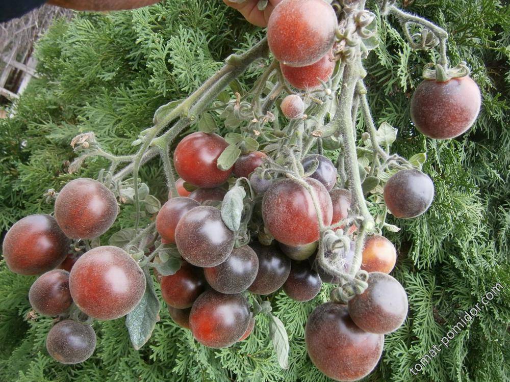Томат детский: характеристика и описание сорта, отзывы тех кто сажал и выращивал помидоры черри об их урожайности, фото семян