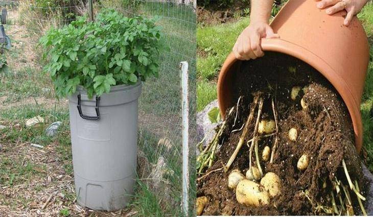Как вырастить картофель в бочке. пошаговая технология выращивания | зелёный сад