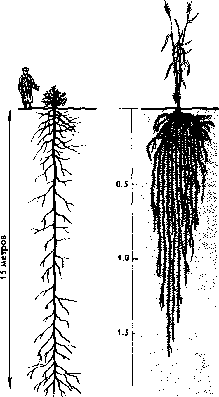 Корневая система огурцов глубина и расположение фото и описание